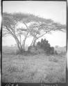 Ant-hill on plain near Archer's Post, African Safari
