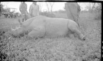 George Eastman's rhino, African Safari