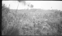View of countryside, African Safari
