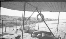On a boat's deck, African Safari