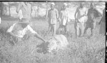 Lion brought to camp, African Safari