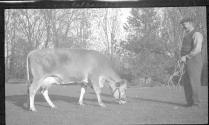 Cow "Sylvia" on Eastman's property