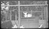 Dryden children looking at hen house