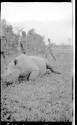 Dead rhino, African Safari