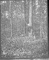 George Eastman leaning against tree, Oak Lodge Trip