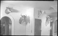 Trophies on third floor near George Eastman's screening room