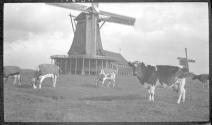 Zandm