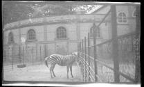 [Zebra in pen at zoo]