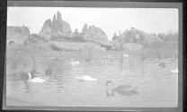 [Swans on pond at zoo]