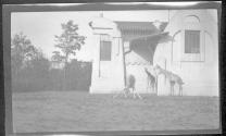 [Giraffes at zoo]