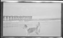 [Dogs on beach, pier in distance]