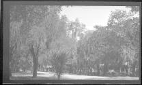 [Landscape with trees and spanish moss]