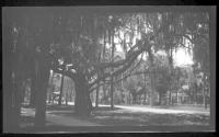[Building through trees]