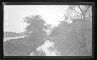 [Trees along river]