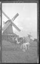 [Zaandam]