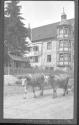 Hirsh. Hohengehren