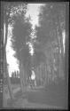 Hague near House in woods