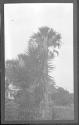 [Palm trees]