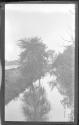 [Trees along river]