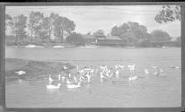 [Flock of ducks on pond, buildings & bridge in distance]