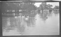 [Ducks on pond, group of people on shore]