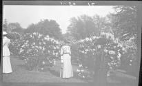 [Women by lilac bushes]