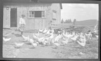 [Boy feeding flock of chickens]