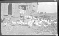 [Boy feeding flock of chickens]