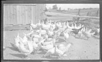[Flock of chickens]