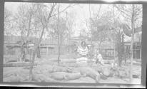 [Indians with a group of alligators]