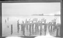 [Pelicans on dock pilings]