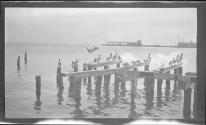 [Pelicans on dock pilings]