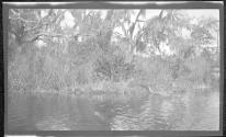 [Alligator entering river]