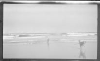 [Dogs on ocean beach]