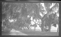 [Landscape, trees covered with Spanish Moss]
