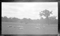 [Flock of sheep grazing]