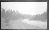 [Road through pine forest]