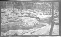 [Large group of alligators]