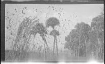 [Palm trees]
