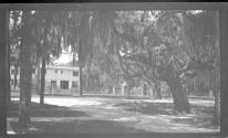 [Trees with Spanish moss]