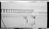 [Dogs on beach, pier in distance]