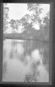 [Trees along river]