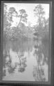 [Trees along river]