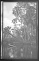 [Palm trees along river]