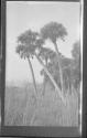 [Palm trees]