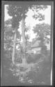[Wooded landscape with house]