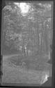[Road in wooded landscape]