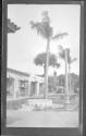 [Palm trees along street]