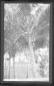 [Palm trees]
