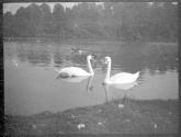 [Swans on water]